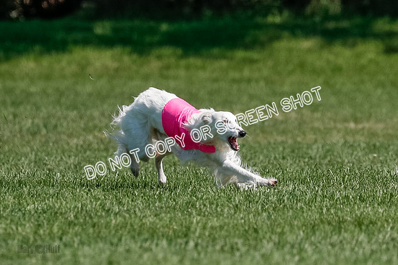 Silken Windhound Final, Finnegan, Joker-1762