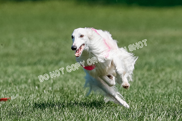 Silken Windhound Final, Finnegan, Joker-1776