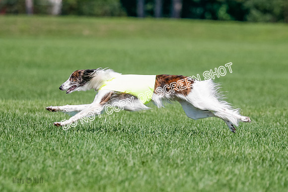 Silken Windhound Final, Finnegan, Joker-1789