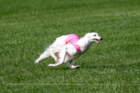 Silken Windhound Prelim, Finnegan Joker-0962