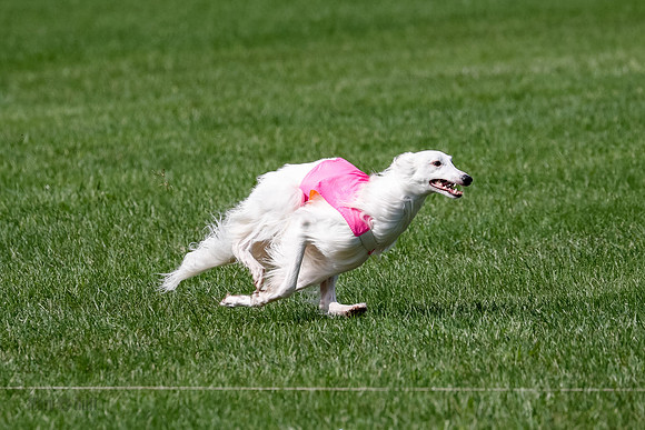 Silken Windhound Prelim, Finnegan Joker-0962