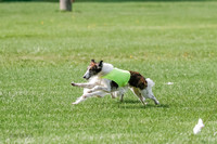 Silken Windhound Prelim, Finnegan Joker-0949