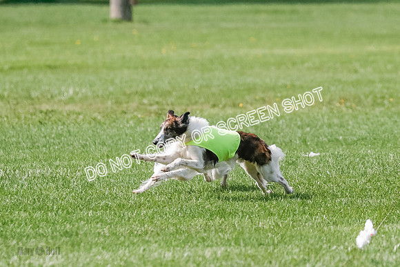 Silken Windhound Prelim, Finnegan Joker-0949