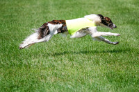 Silken Windhound Prelim, Finnegan Joker-0975