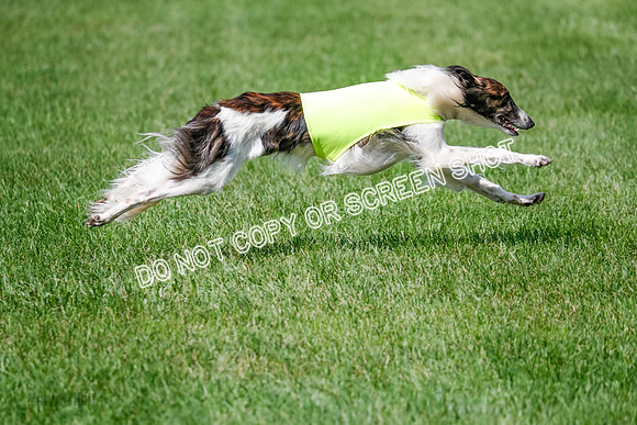 Silken Windhound Prelim, Finnegan Joker-0975