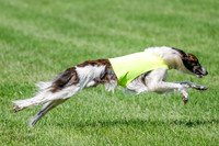 Silken Windhound Prelim, Finnegan Joker-0978
