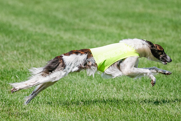 Silken Windhound Prelim, Finnegan Joker-0978