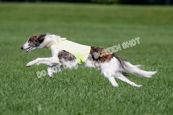 Silken Windhound Final, Finnegan, Joker-1785