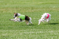 Silken Windhound Prelim, Finnegan Joker-0953