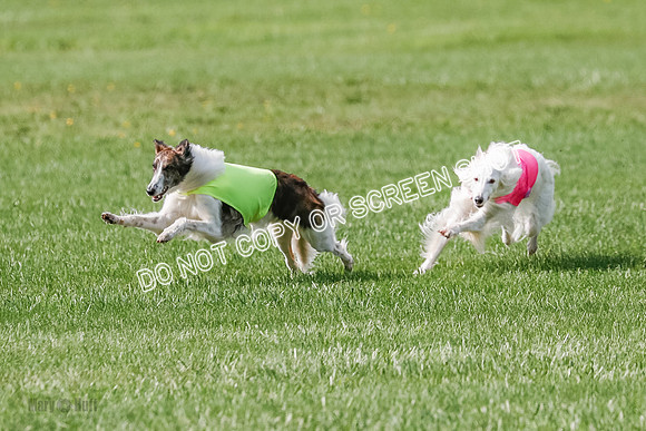 Silken Windhound Prelim, Finnegan Joker-0953