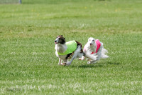 Silken Windhound Prelim, Finnegan Joker-0951