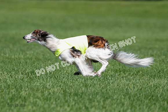 Silken Windhound Final, Finnegan, Joker-1786