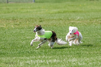 Silken Windhound Prelim, Finnegan Joker-0952