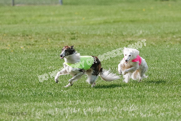 Silken Windhound Prelim, Finnegan Joker-0952