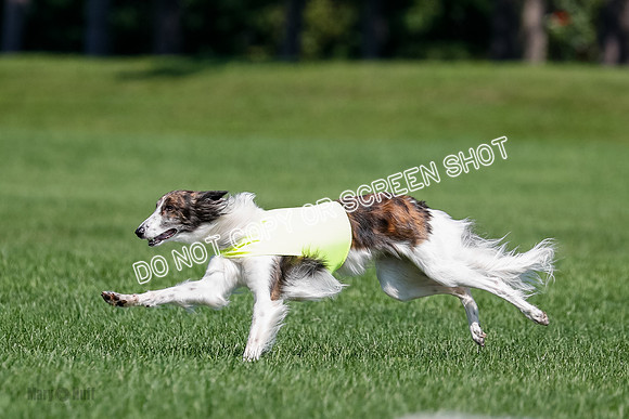 Silken Windhound Final, Finnegan, Joker-1782