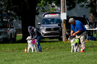 Silken Windhound Prelim, Finnegan Joker-0942