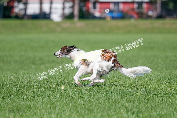 Silken Windhound Final, Finnegan, Joker-1796