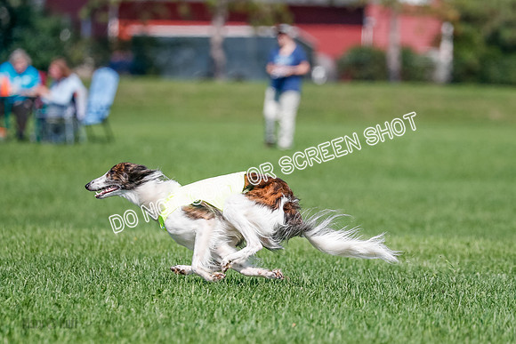 Silken Windhound Final, Finnegan, Joker-1791