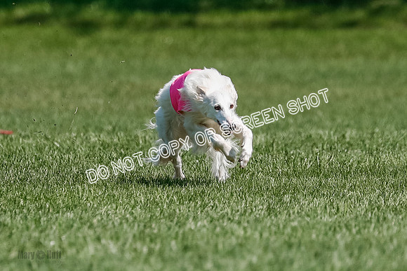Silken Windhound Final, Finnegan, Joker-1769