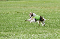 Silken Windhound Prelim, Finnegan Joker-0957