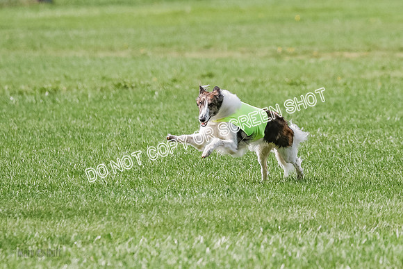 Silken Windhound Prelim, Finnegan Joker-0957
