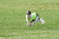 Silken Windhound Prelim, Finnegan Joker-0955
