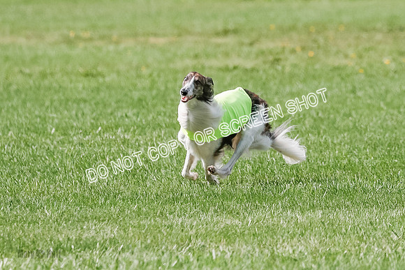 Silken Windhound Prelim, Finnegan Joker-0955