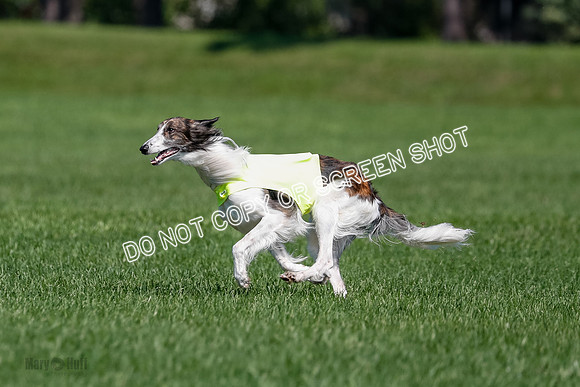 Silken Windhound Final, Finnegan, Joker-1780