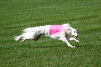 Silken Windhound Prelim, Finnegan Joker-0968