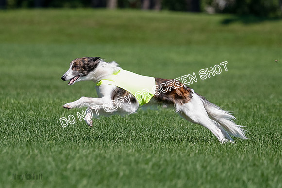 Silken Windhound Final, Finnegan, Joker-1781