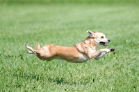 Test-Practice Dog