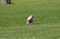 Whippet Prelim, Wyatt, Leni-1035