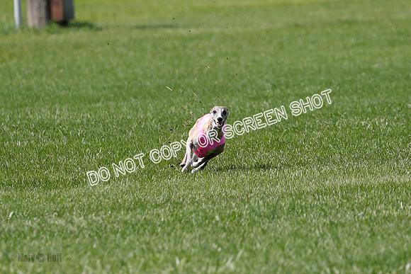 Whippet Prelim, Wyatt, Leni-1035