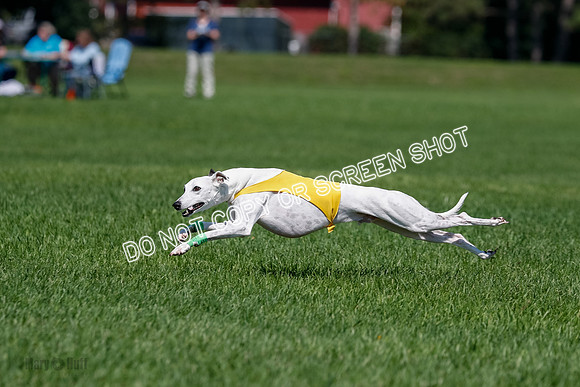 Whippet Final, Wyatt, Leni-1845