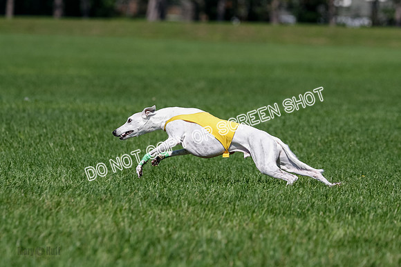 Whippet Final, Wyatt, Leni-1851