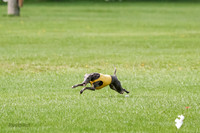 Whippet Prelim, Zed, Pearl-0987