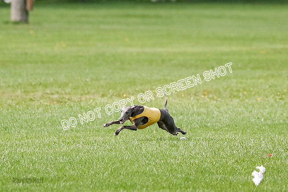 Whippet Prelim, Zed, Pearl-0987