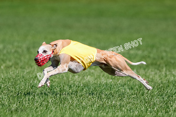 Whippet Final, Zed, Pearl-1819