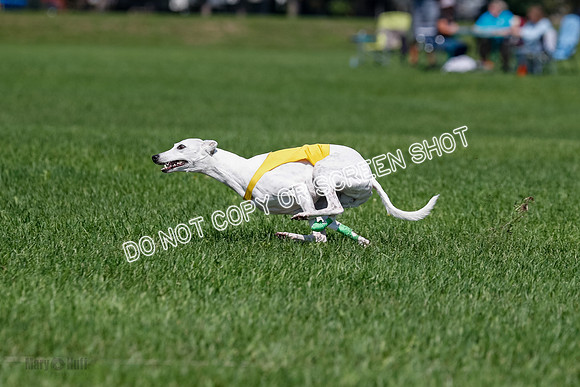 Whippet Final, Wyatt, Leni-1847