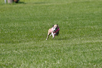 Whippet Prelim, Wyatt, Leni-1036