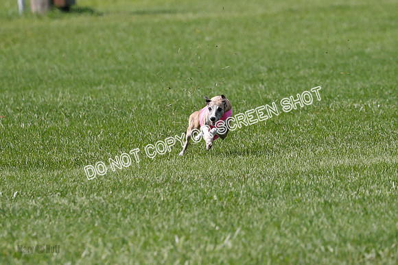Whippet Prelim, Wyatt, Leni-1036