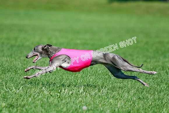 Whippet Final, Zed, Pearl-1825