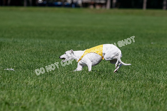 Whippet Final, Wyatt, Leni-1853
