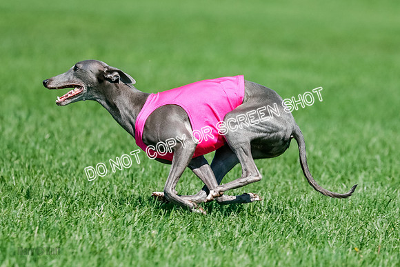 Whippet Final, Zed, Pearl-1827