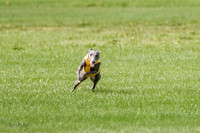 Whippet Prelim, Jed, Pearl-0992