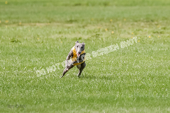 Whippet Prelim, Jed, Pearl-0992