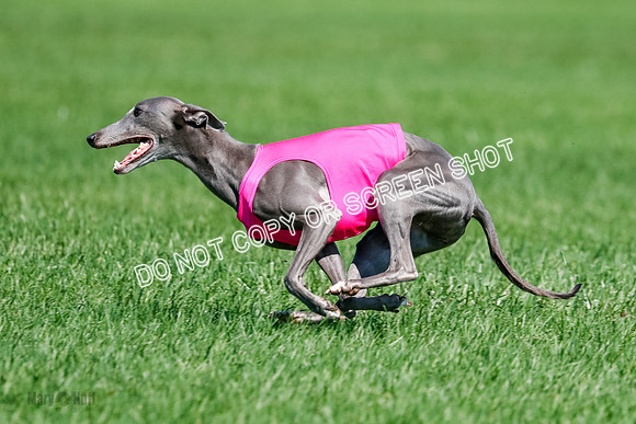 Whippet Final, Zed, Pearl-1823