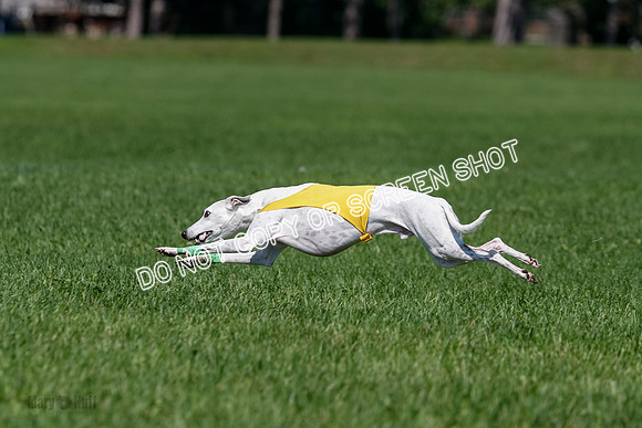 Whippet Final, Wyatt, Leni-1852