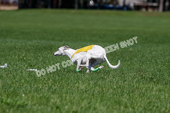 Whippet Final, Wyatt, Leni-1854