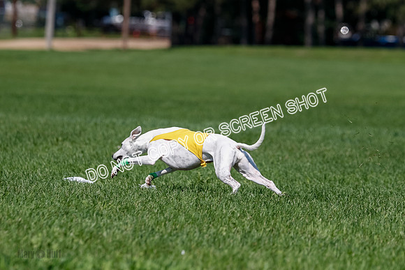 Whippet Final, Wyatt, Leni-1855